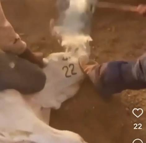 Bezerro foi marcado no rosto com número 22 — Foto: Reprodução